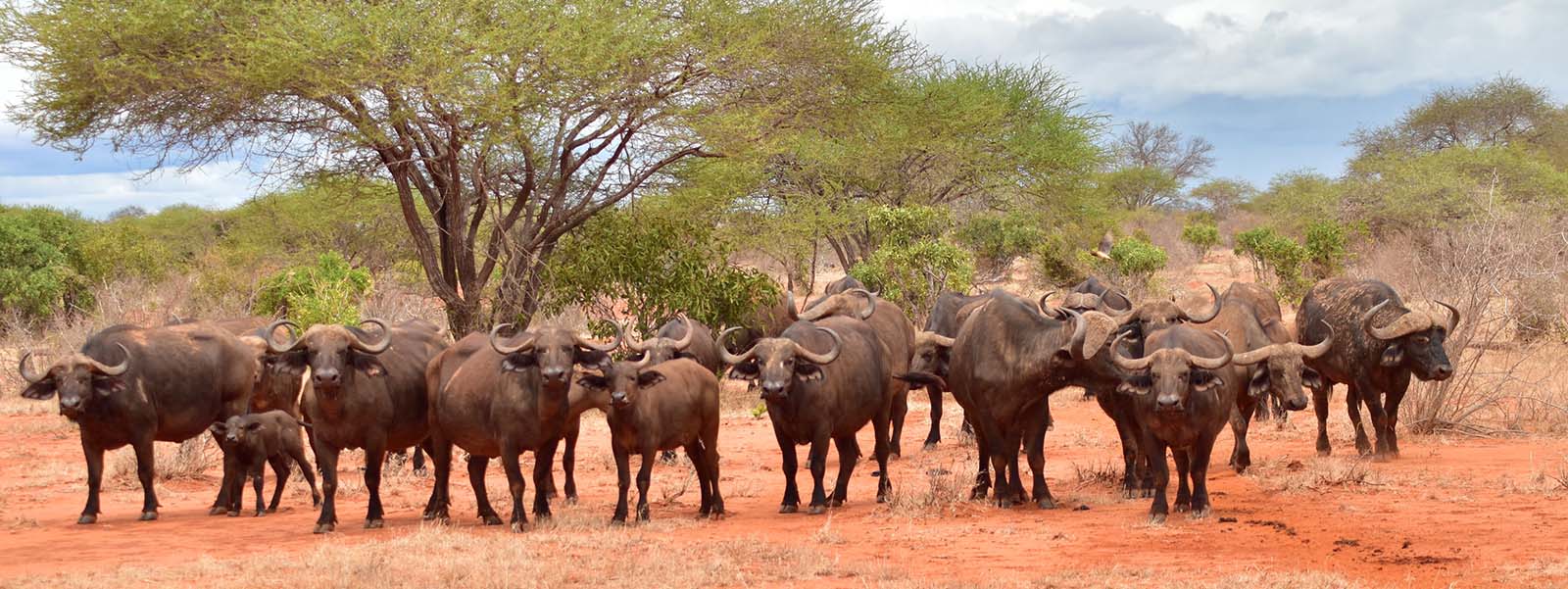 Tsavo East National Park


