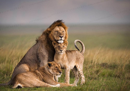 masai-mara