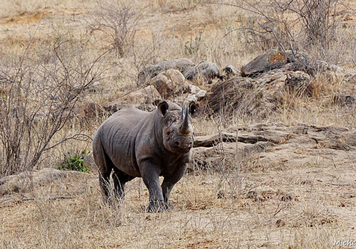 safari-vers-tsavo-ouest