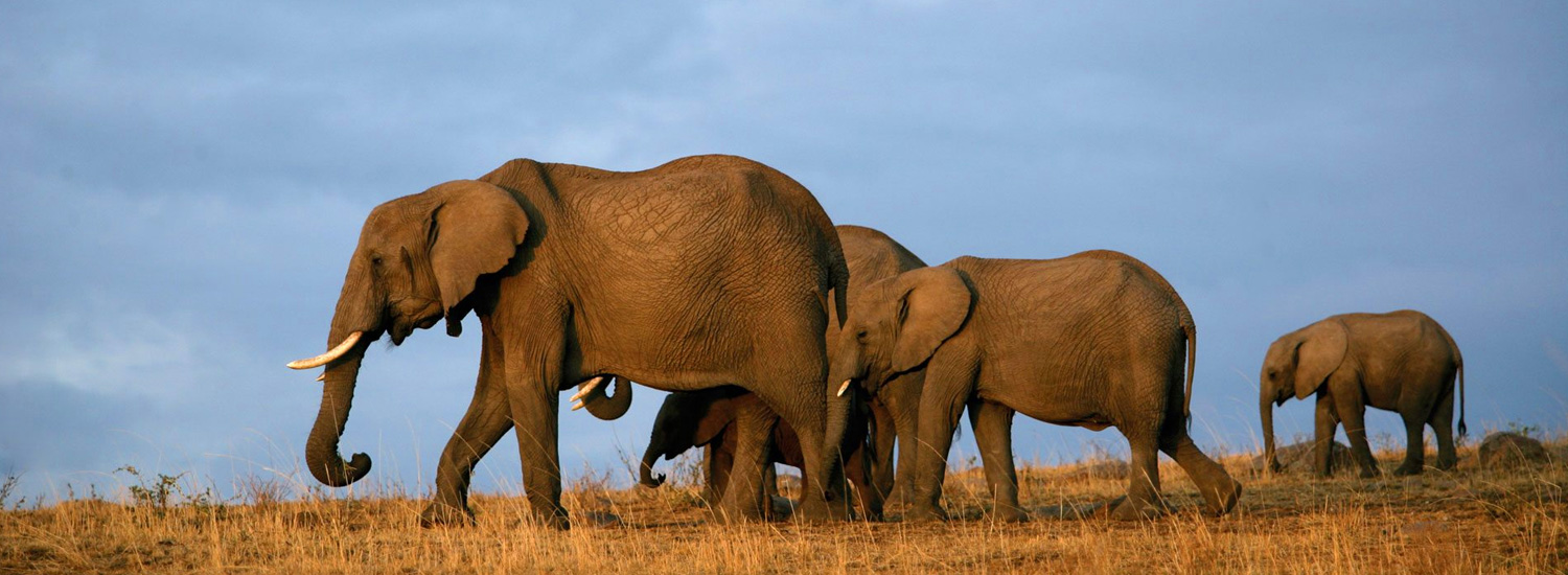 Tsavo East National Park