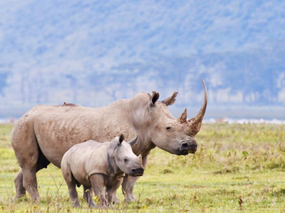 Parc National de Lac Nakuru