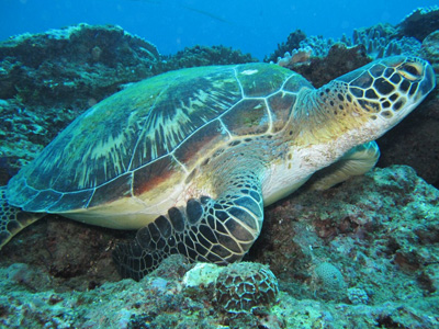 Watamu-Marine-Park