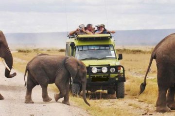 Safari-de-4-jours-à-AmbOseli,-Taita-Saltlick-et-Tsavo-Est