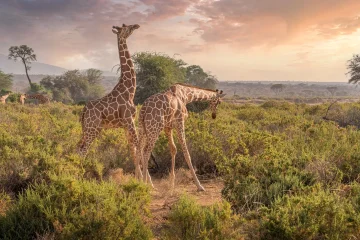 Kenya safaris
