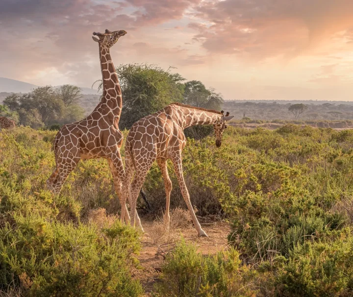 Kenya safaris