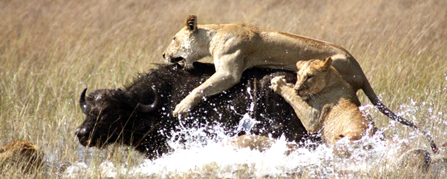 Nairobi National Park