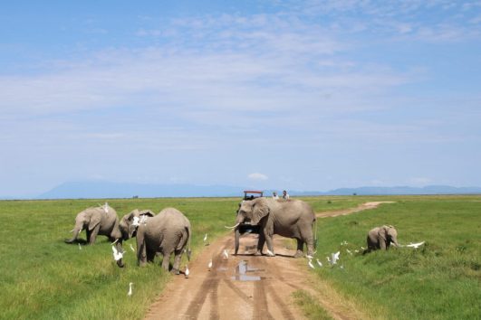 2 Days Amboseli National Park From Nairobi Kenya with Chacal