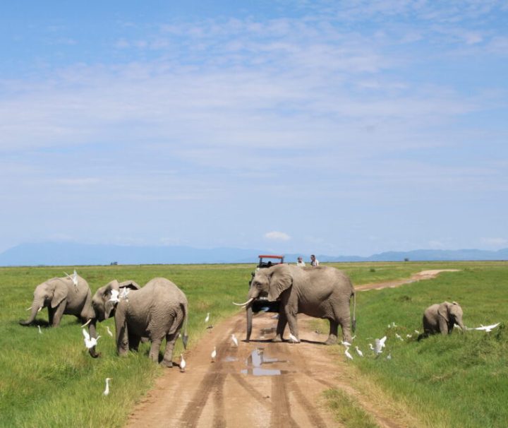 2 Days Amboseli National Park From Nairobi Kenya with Chacal