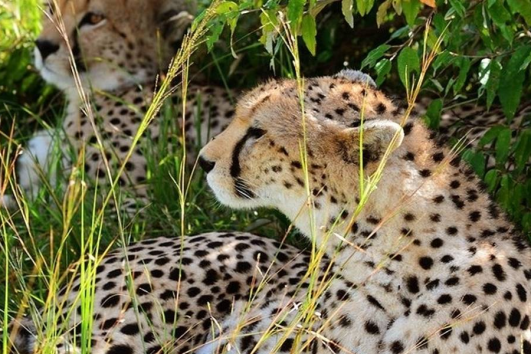 The Amboseli National Park