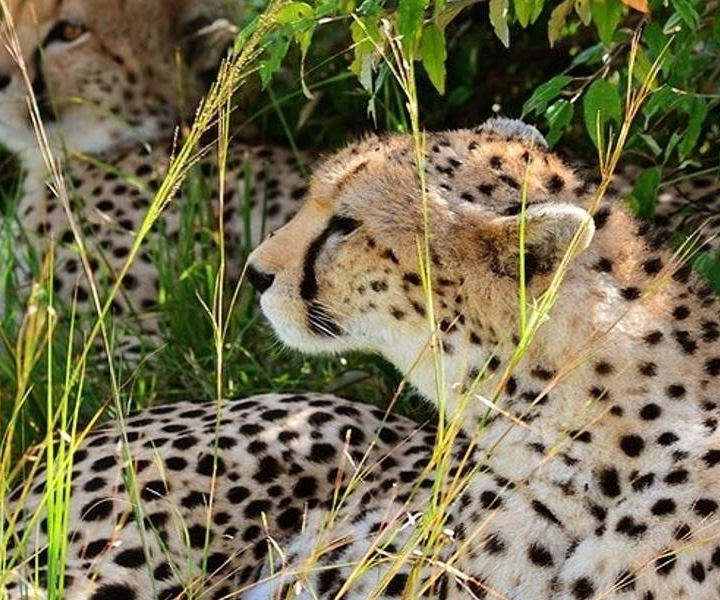 Tsavo