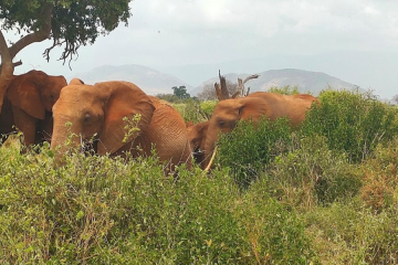 Days Tsavo -East and Taita Saltlick from Mombasa