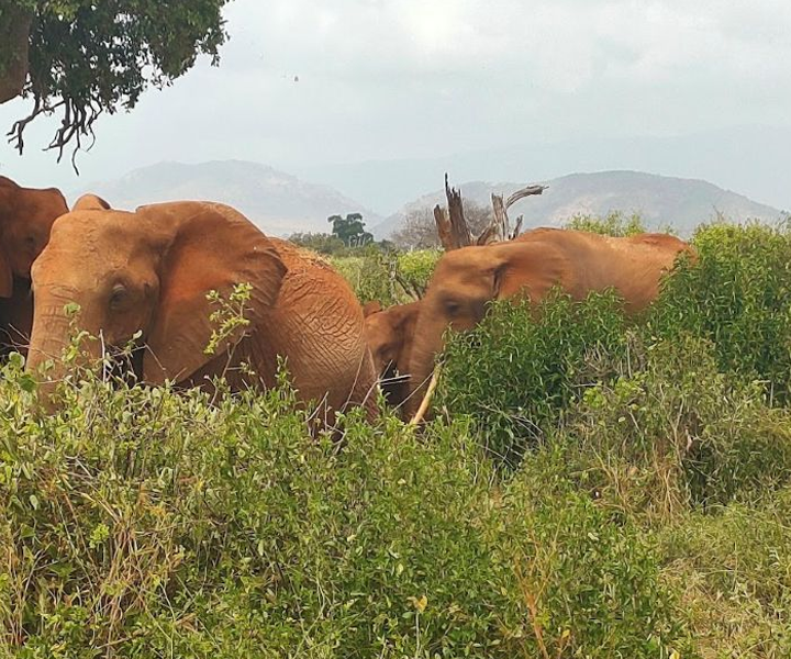 Days Tsavo -East and Taita Saltlick from Mombasa