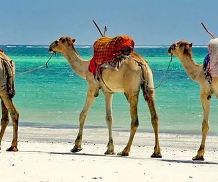 Mombasa day - trip