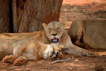 2 Days Flying Safari to Masai Mara from Nairobi with Chacal
