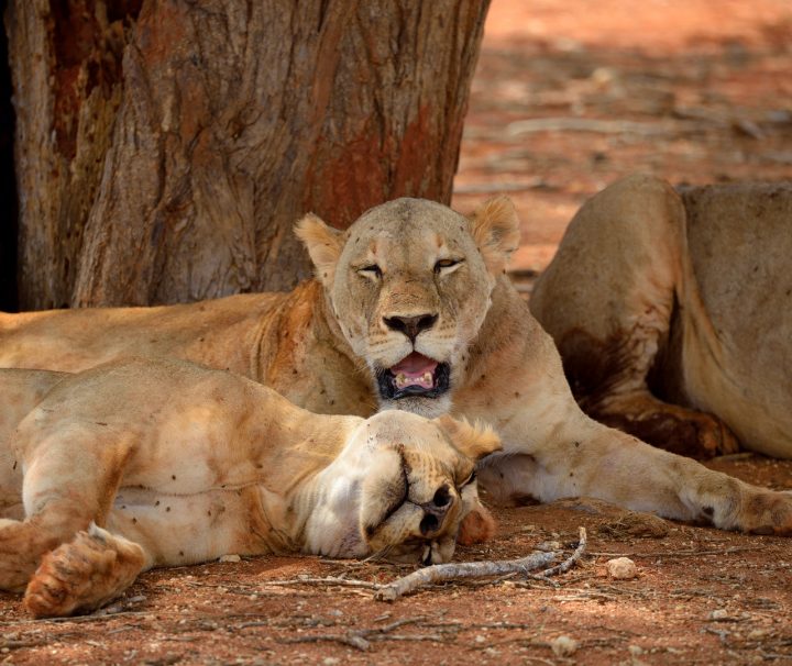 2 Days Flying Safari to Masai Mara from Nairobi with Chacal