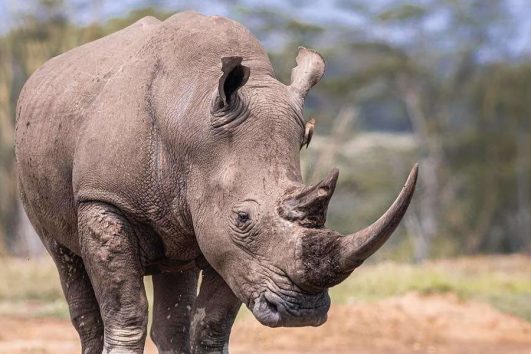 Samburu National Reserve and Buffalo Springs