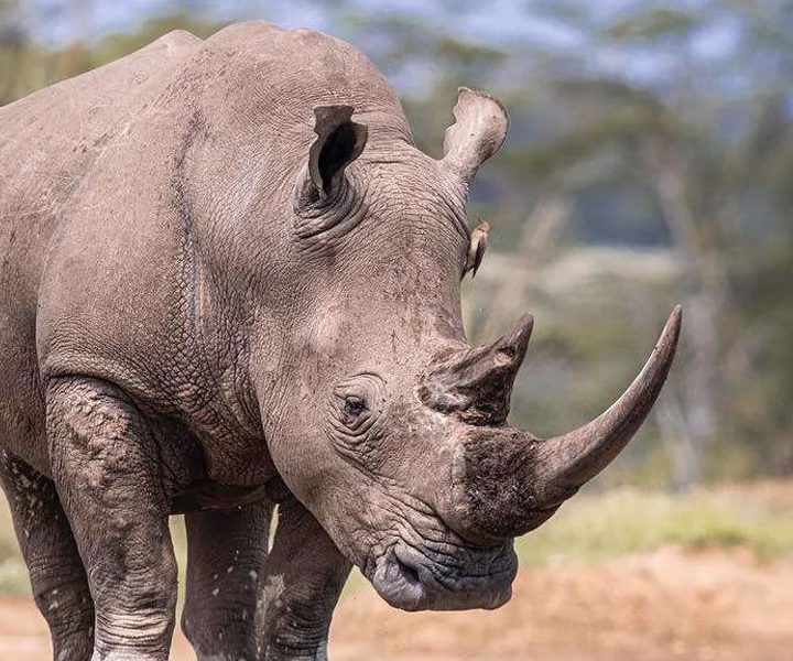 0-Day-Wilderness-Culture-Safari-Samburu-Ol-Pejeta-Lake-Naivasha-Masai-Mara-3