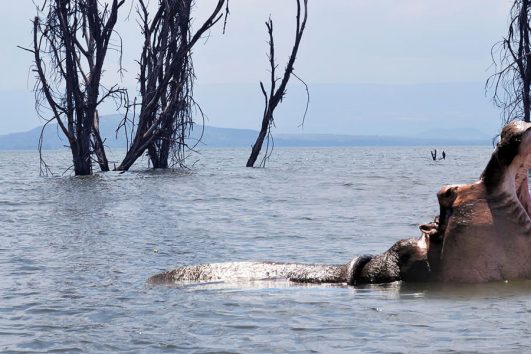2 Days Safari from Nairobi to Lake Naivasha
