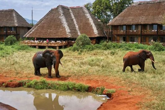 2 Day Safari Ngutuni Wildlife Sanctuary From Mombasa