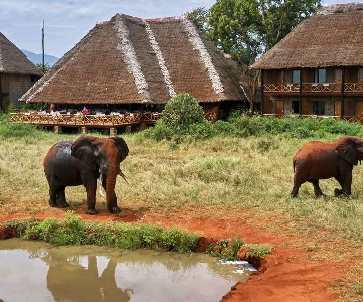 2 Day Safari – Ngutuni Wildlife Sanctuary From Mombasa