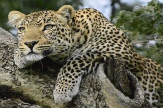 2 Day Safari – Tsavo East & Taita Hills Salt Lick Lodge From Mombasa