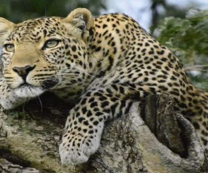 2 Day Safari – Tsavo East & Taita Hills Salt Lick Lodge From Mombasa