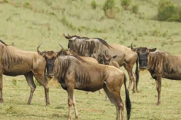 2 Days Flying Safari to Masai Mara from Mombasa
