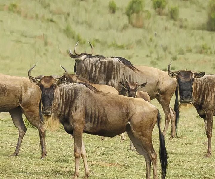 2 Days Flying Safari to Masai Mara from Mombasa