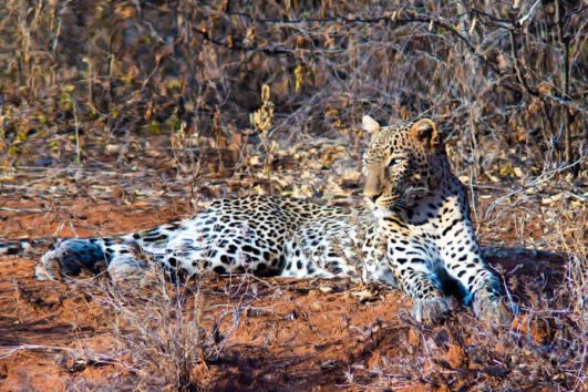 2 Days Safari Tsavo East National Park