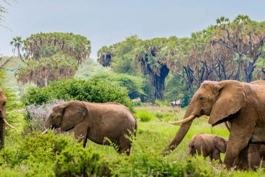 3 Day Safari to Samburu National Reserve from Nairobi