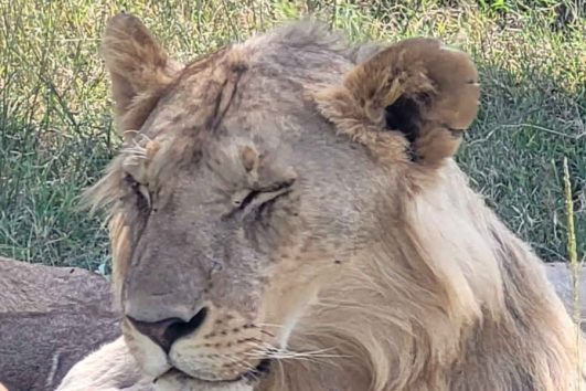 Tsavo West National Park