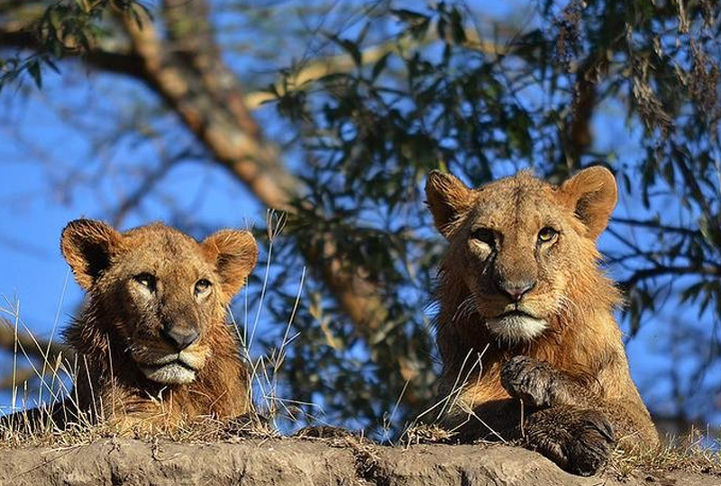 3 Days Flying Safari to Masai Mara from Nairobi