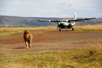 3 Days Flying Safari to Masai Mara from Nairobi with Chacal