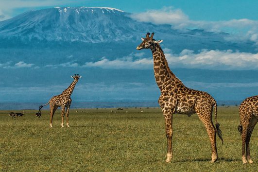 3 Days Safari To Tsavo East & Taita Saltlick from Mombasa