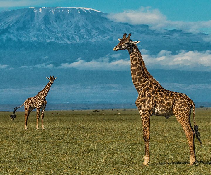 3 Days Safari To Tsavo East & Taita Saltlick from Mombasa