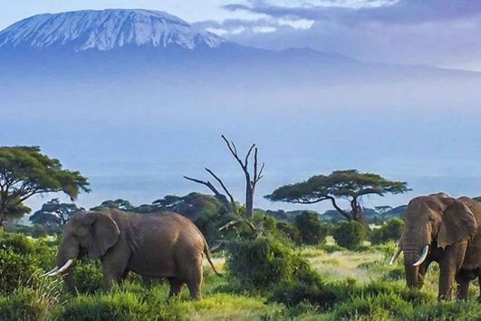 3 Days Safari from Nairobi to Mombasa