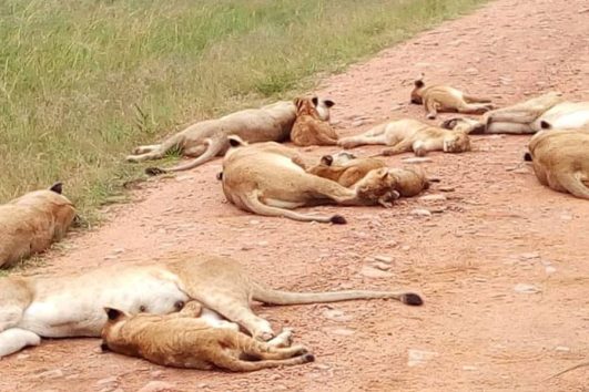 3 Days Tsavo West- Ziwani & East