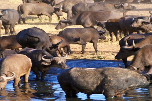 5 Days Safari – Tsavo East, Amboseli & Taita Salt Lick From Mombasa