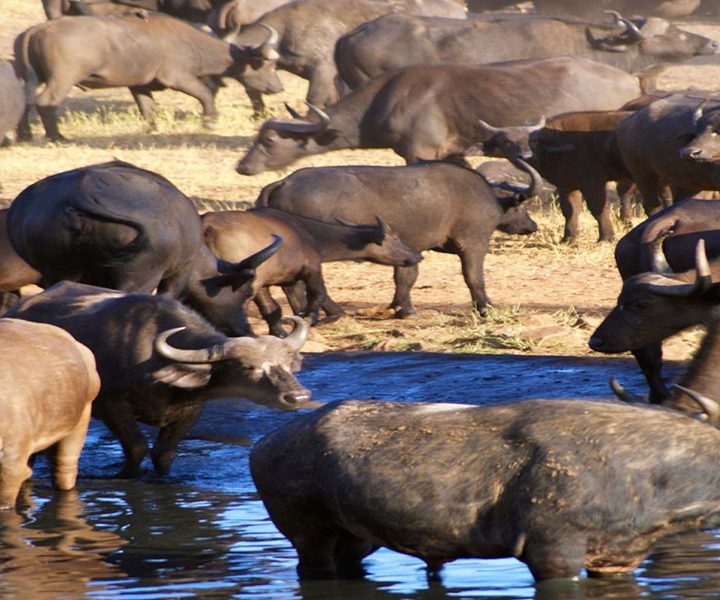 5 Days Safari – Tsavo East, Amboseli & Taita Salt Lick From Mombasa
