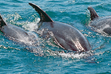 Day Trip to Wasini Island and Kisite Marine Park (Dolphin Tour)