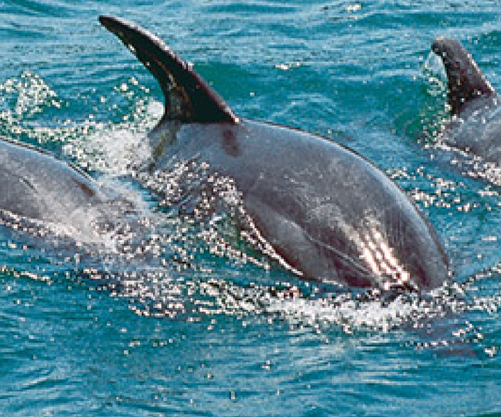 Day Trip to Wasini Island and Kisite Marine Park (Dolphin Tour)