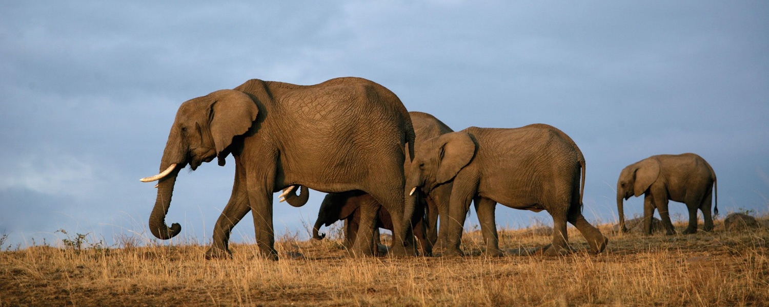 Day Trip toTsavo East National Park