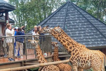 Giraffe Centre - Elephant Orphanage Visit