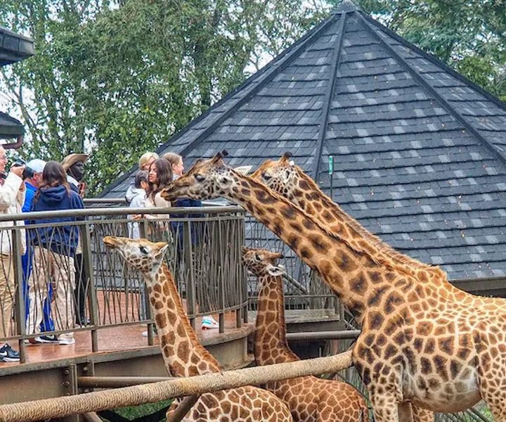 Giraffe Centre - Elephant Orphanage Visit
