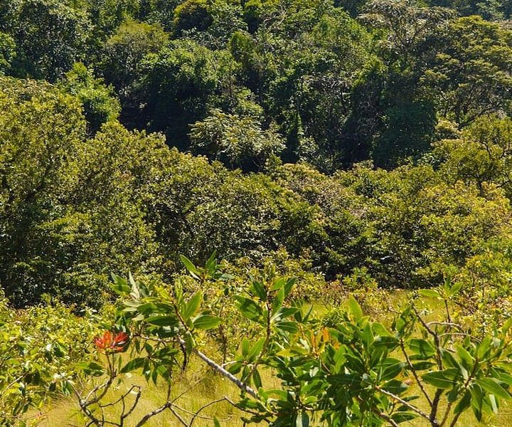 Kakamega Forest Excursion from Kisumu