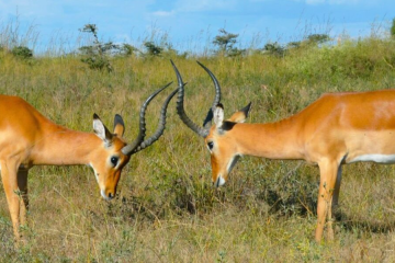 Kisumu City Tour & Impala Sanctuary Visit