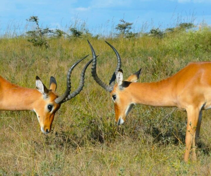 Kisumu City Tour & Impala Sanctuary Visit