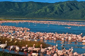 Lake Elementaita Bird Watching Tour