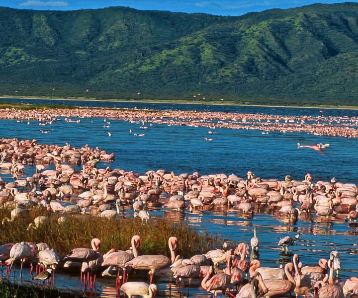 Lake Elementaita Bird Watching Tour