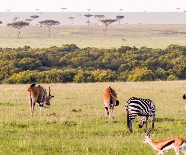 Loita Masai Expedition & Kenya National Parks Safari (13 Days / 12 Nights)